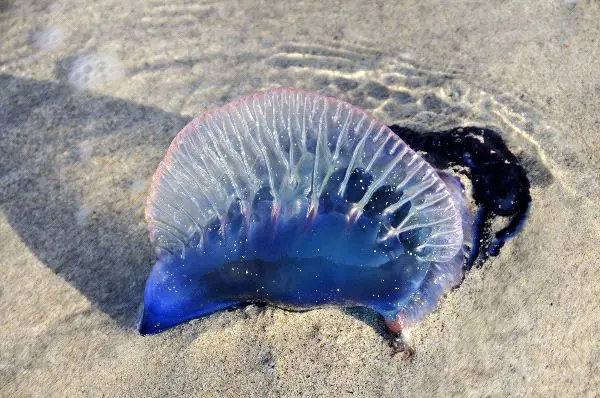 Portuguese Man Of War Facts 66