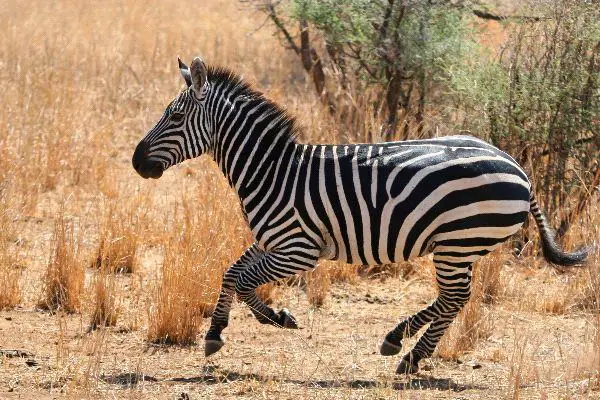 Zebra - Animal Facts and Information