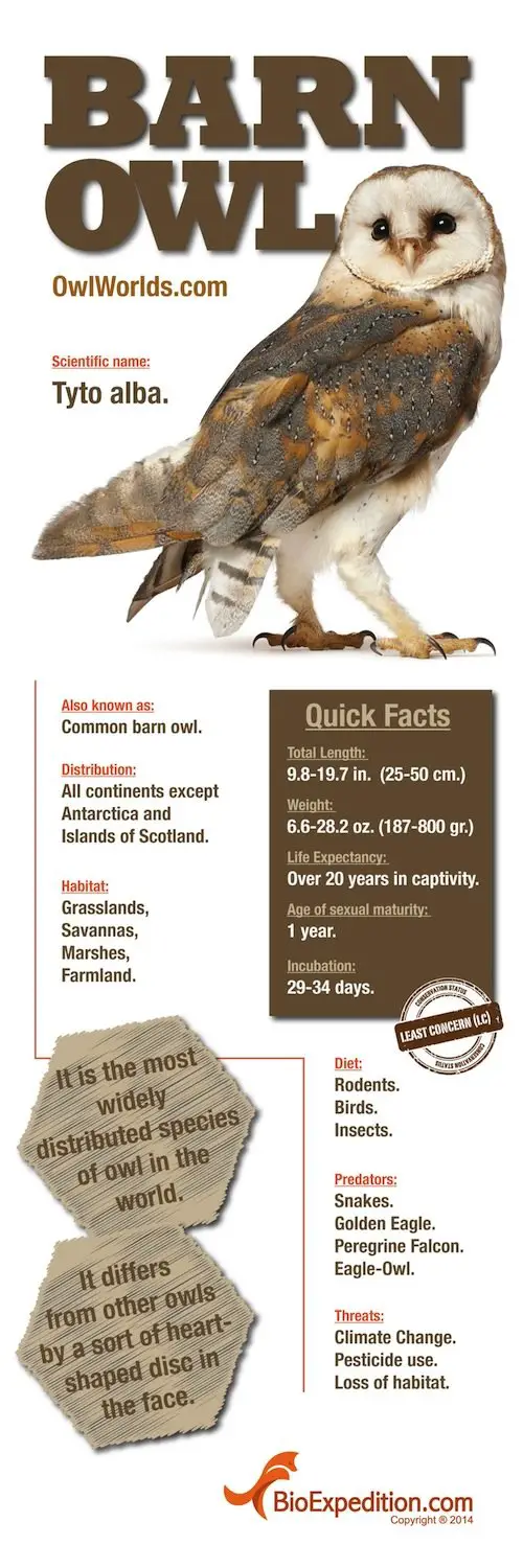 barn-owl-infographic-animal-facts-and-information