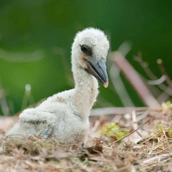 Stork Chick - Animal Facts and Information